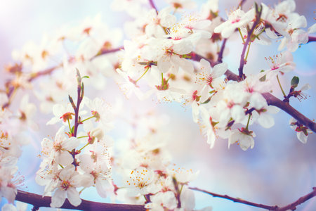 Beautiful blooming Apple trees in the spring garden. Close up.