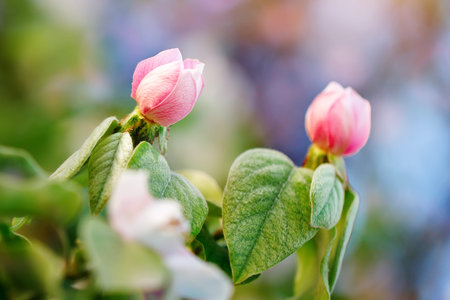 The quince tree. Beautiful flowers of quince tree in spring. Flowers and gardening. Floral...