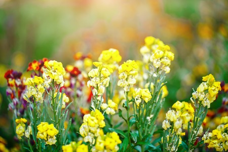 Beautiful multicolored flowers in the garden. Floral background. Gardening.の写真素材