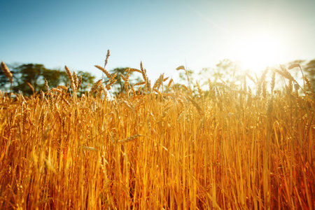 Wheat field. Rural Scenery under Shining Sunlight. A background of the ripening wheat. Rich harvest.の写真素材