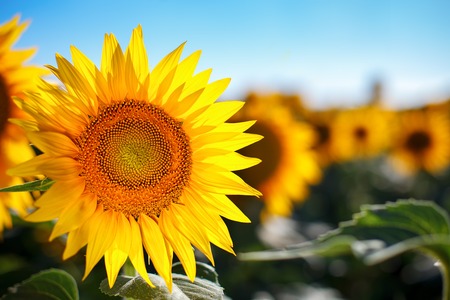 Beautiful field of sunflowers. Rural landscapes under bright sunlight. Background of ripening sunflower. Rich harvest.の写真素材