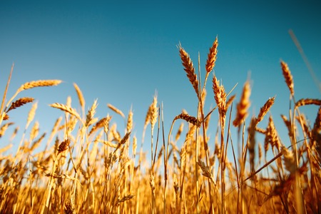 Wheat field. Rural Scenery under Shining Sunlight. A background of the ripening wheat. Rich harvest.の写真素材