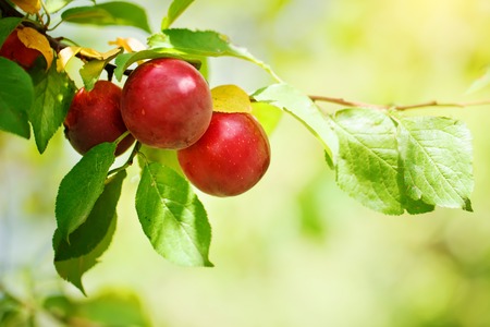 Plum tree with juicy fruits in the garden.の写真素材