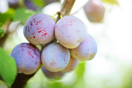 Plum tree with juicy fruits in the garden.の写真素材