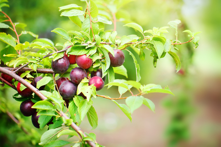 Plum tree with juicy fruits in the garden.の写真素材