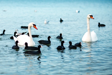 White swans on the sea.の写真素材