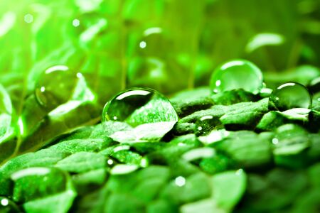 Large beautiful drops of transparent rain water on a green leaf. Macro. Natural background. Selective focus.の写真素材