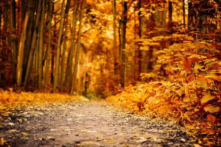 Autumn landscape beautiful colored trees. Wonderful picturesque background. Selective focus.