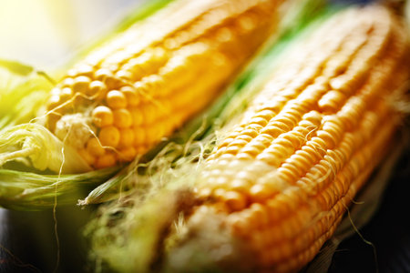 Fresh corn on cobs on rustic wooden table, closeup. Harvest Festival. Autumn background. Selective...