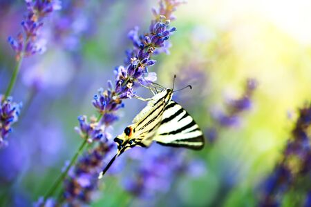 Butterfly in nature habitat. Nice insect. Butterfly in the green forest. Horizontal. Selective focus.の写真素材