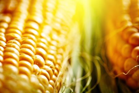 Fresh corn on cobs on rustic wooden table, closeup. Harvest Festival. Autumn background. Selective focus. Horizontal.の写真素材