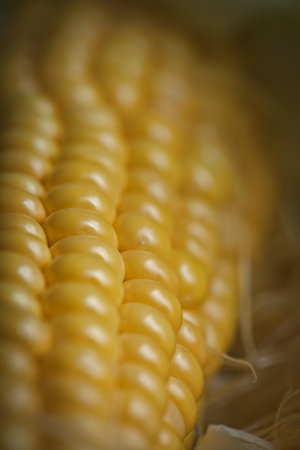 Fresh juicy corn with leaves on a wooden table. Autumn background. Selective focus.の写真素材