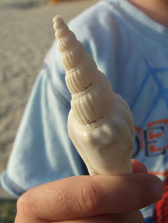 a shell