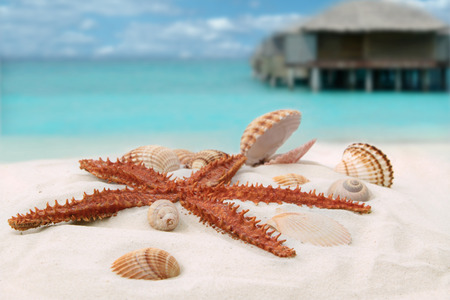 Sea star and colorful shells on coastline の写真素材