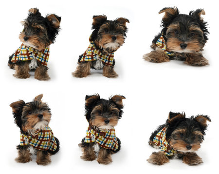 Yorkshire Terrier puppy  a white backgroundの写真素材