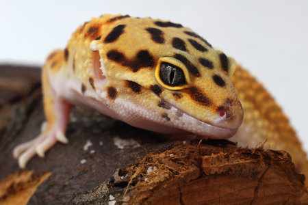 Leopard gecko Eublepharis macularius