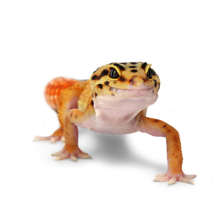 Leopard gecko Eublepharis macularius isolated on white background