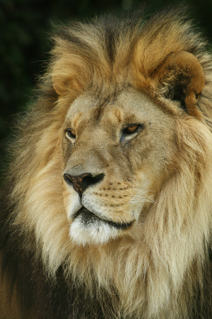 Lion king isolated on blackの写真素材