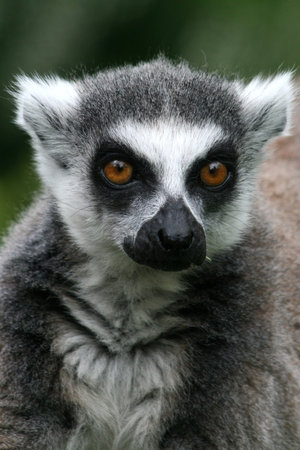 Lemur catta. White, natural.