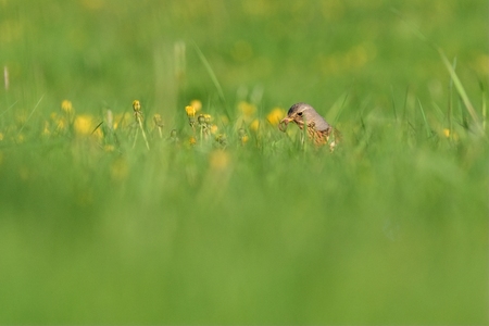 Fieldfareの写真素材