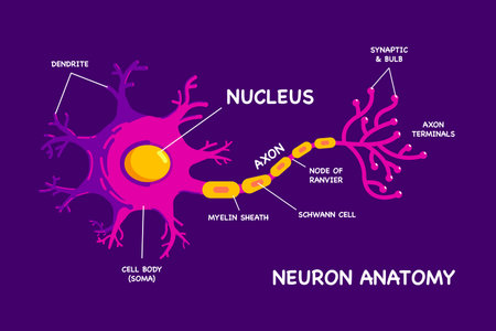Interesting Human Neuron or Nerve cell anatomy flat design vector illustration