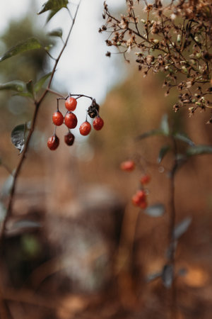 Close-up of small red berries on a branch, surrounded by autumn foliage and dried plants, capturing...