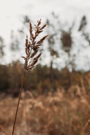 Close-up of a dry wild grass stalk in an autumn field with blurred forest background, highlighting...