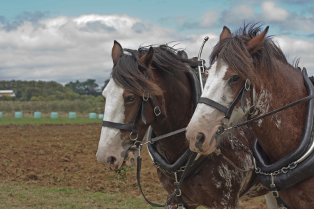 Two draft horses harnessed and ready to plowの写真素材
