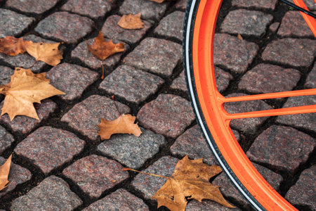 on a bicycle wheel with some leaves