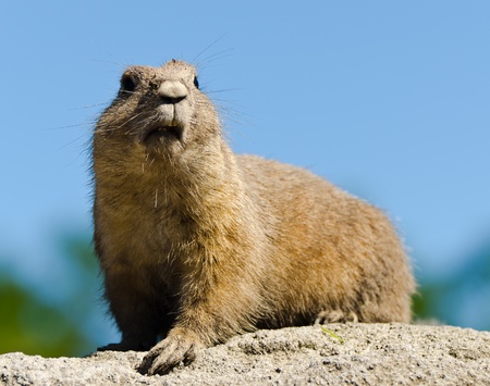 Prairie dog on a rockの写真素材