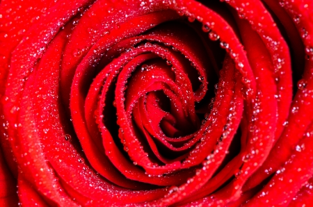 Rose dew dropsの写真素材
