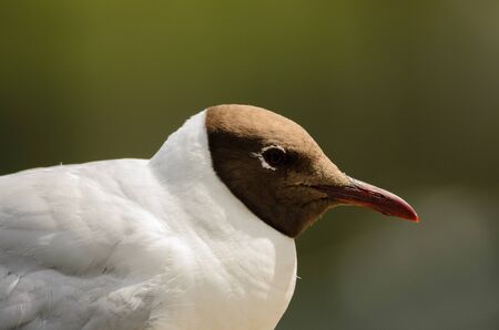 Portrait of a black headed gull on a green backgroundの写真素材