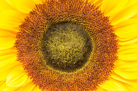 Sunflowerの写真素材