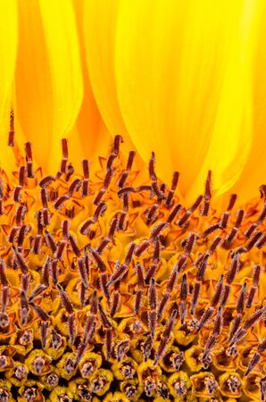 Sunflower detailの写真素材