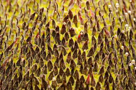 Sunflower detailの写真素材