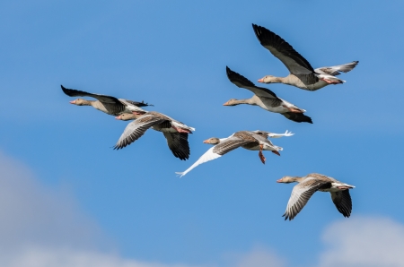 A flock of flying greylag geese with a blue skyの写真素材