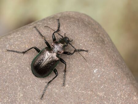 image of calosoma inquisitorの写真素材