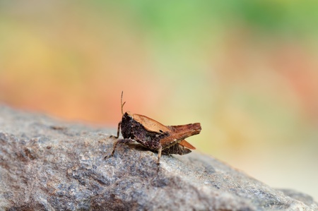 hopperの写真素材