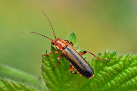 Metacantharis discoidea の写真素材