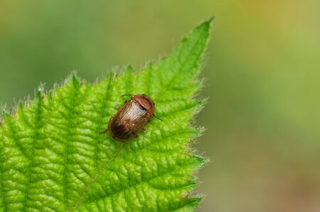 beetle
