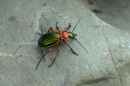ground beetleの写真素材