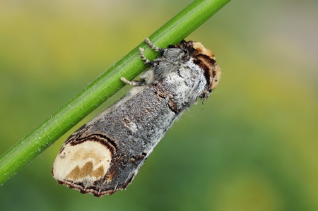 Buff-tip の写真素材