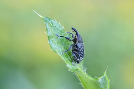 snout beetleの写真素材