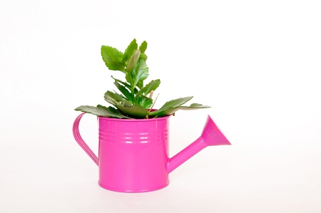 watering pot with plant の写真素材