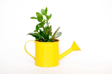 watering pot with plantの写真素材