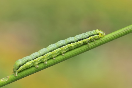 green caterpillar の写真素材