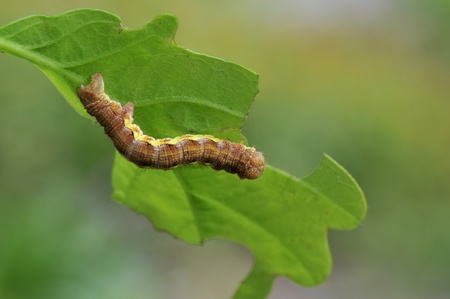 caterpillar の写真素材