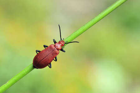 red beetle の写真素材