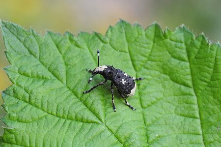 snout beetle 