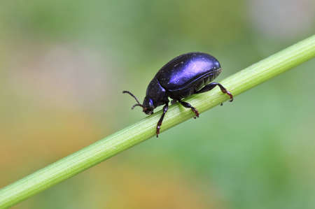 leaf beetle の写真素材
